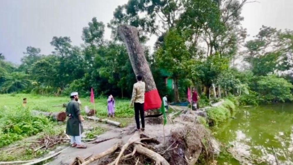 ঝড়ে পড়ে যাওয়া গাছ আবার দাঁড়িয়ে গেল! মানুষের ভিড়, চলছে মানত