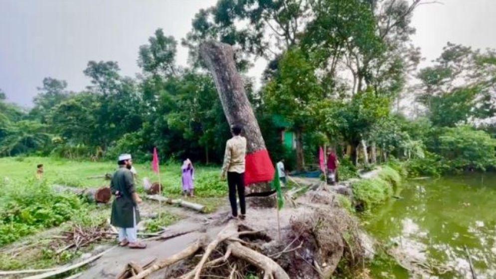 অবশেষে হেলে পড়া সেই গাছ কীভাবে সোজা হলো, জানা গেল আসল ঘটনা