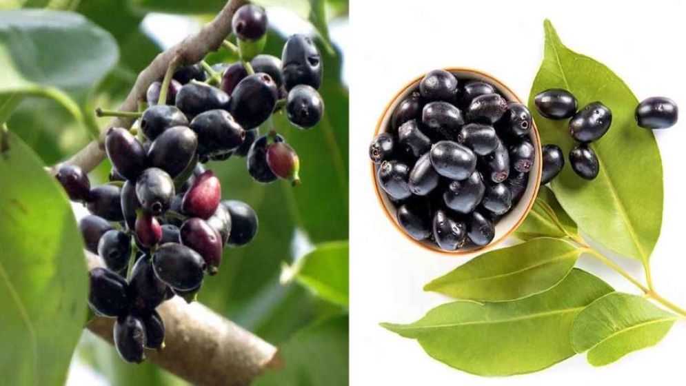 জাম খাওয়ার পর ভুলেও খাবেন না যে ৫ খাবার
