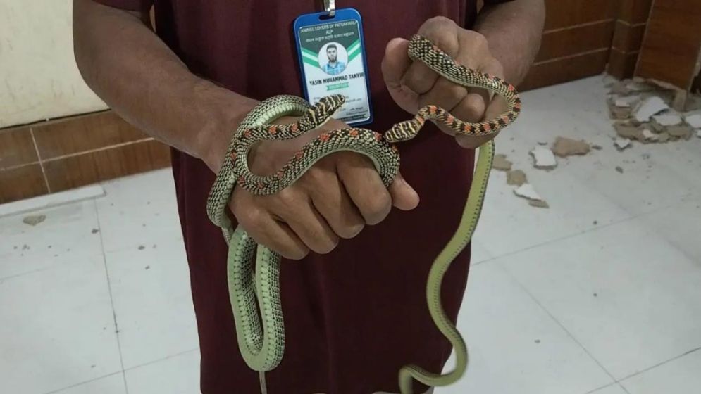 ডিআইজির কার্যালয়ে প্রবেশ করেছিল এক জোড়া কালনাগিনী