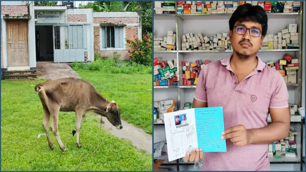 কিস্তির টাকা নিয়ে দ্বন্দ্বে গ্রাহকের গরু নিয়ে গেলেন এনজিও কর্মীরা