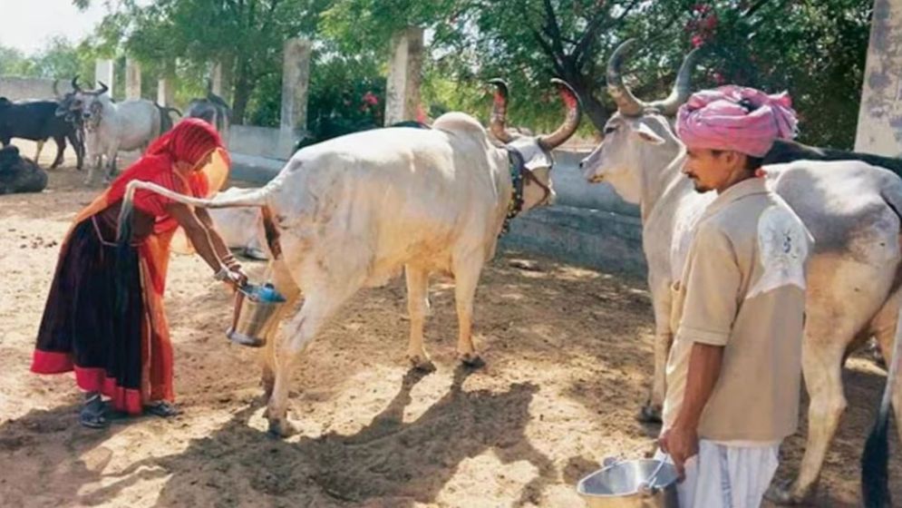 গোমূত্র কিনবে ভারত সরকার, প্রতি লিটারে ২০ রুপি