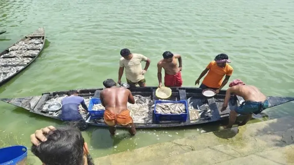 বিদ্যুৎ বিভ্রাটে মাছের মড়ক, এক রাতেই ক্ষতি সাড়ে ১৫ কোটি টাকা