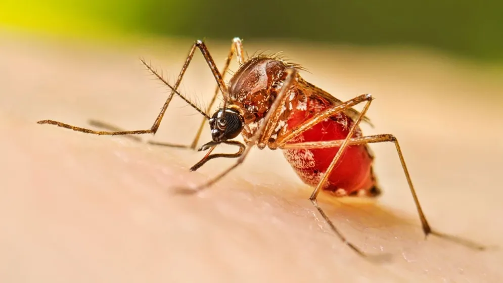 ডেঙ্গুতে আরও ৭ জনের মৃত্যু
