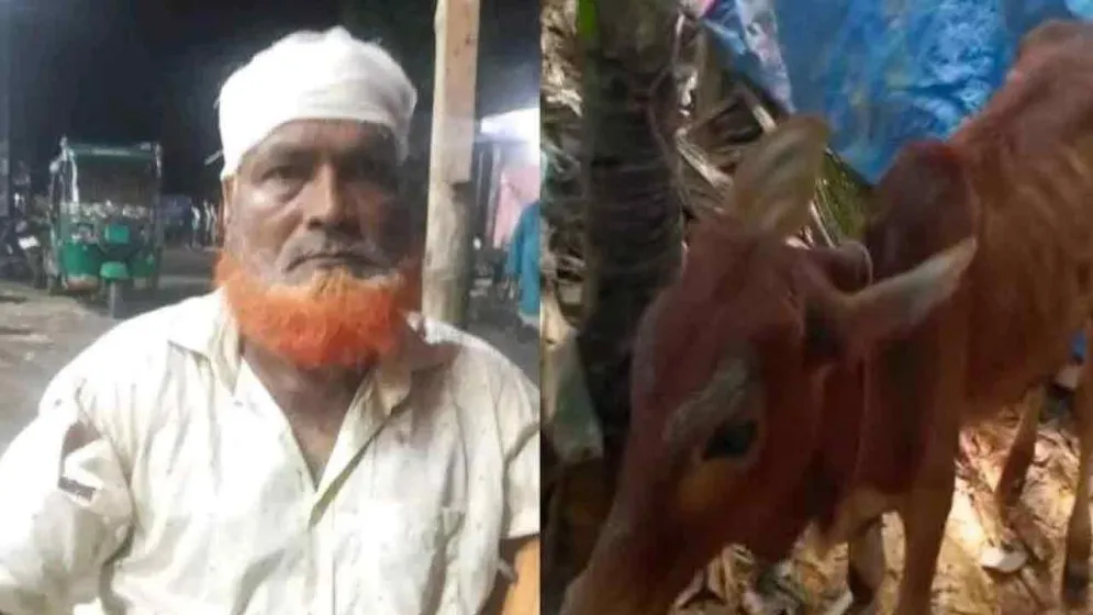 চুরি হওয়া গরু মিলল বিএনপি নেতার গোয়ালঘরে, এলাকায় চাঞ্চল্য