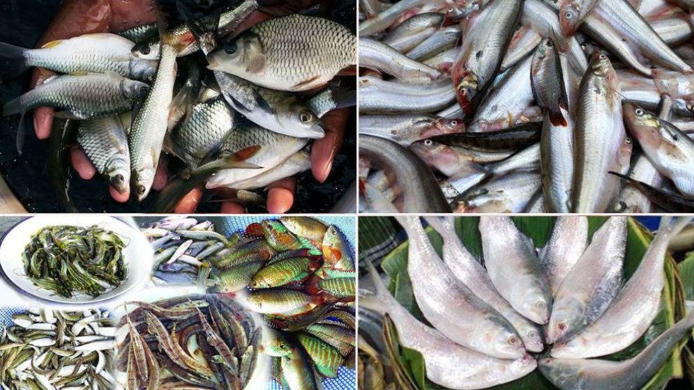 অক্টোবরে যে মাছ খাওয়ায় বাড়তে পারে ঝুঁকি